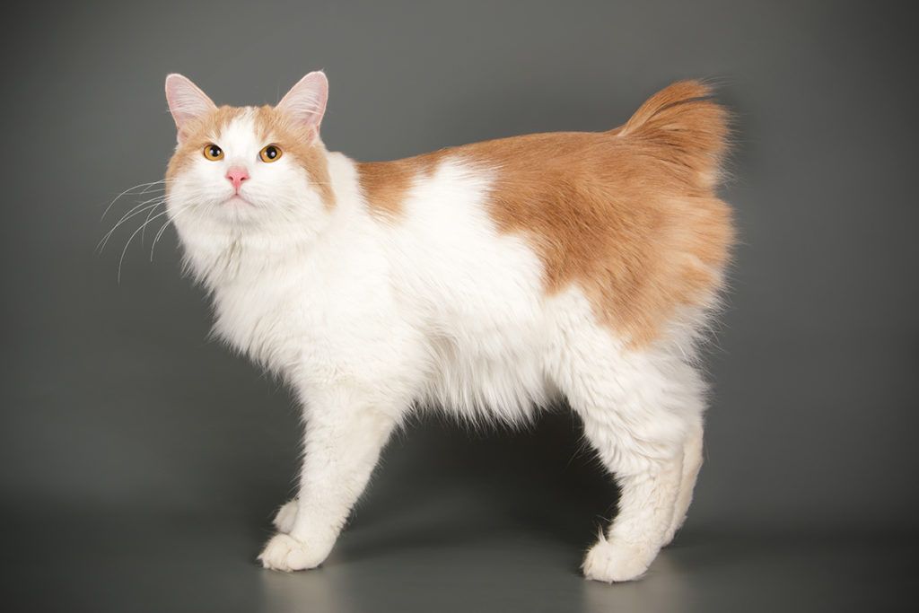 Kurilian Bobtail Cat