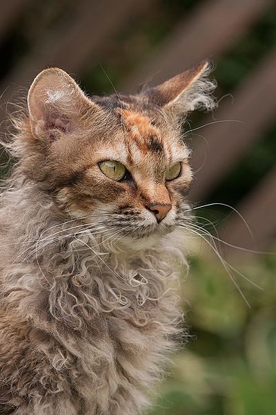 LaPerm cat with ear furnishing