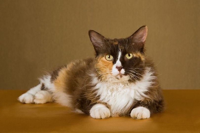 LaPerm tri-colored cat