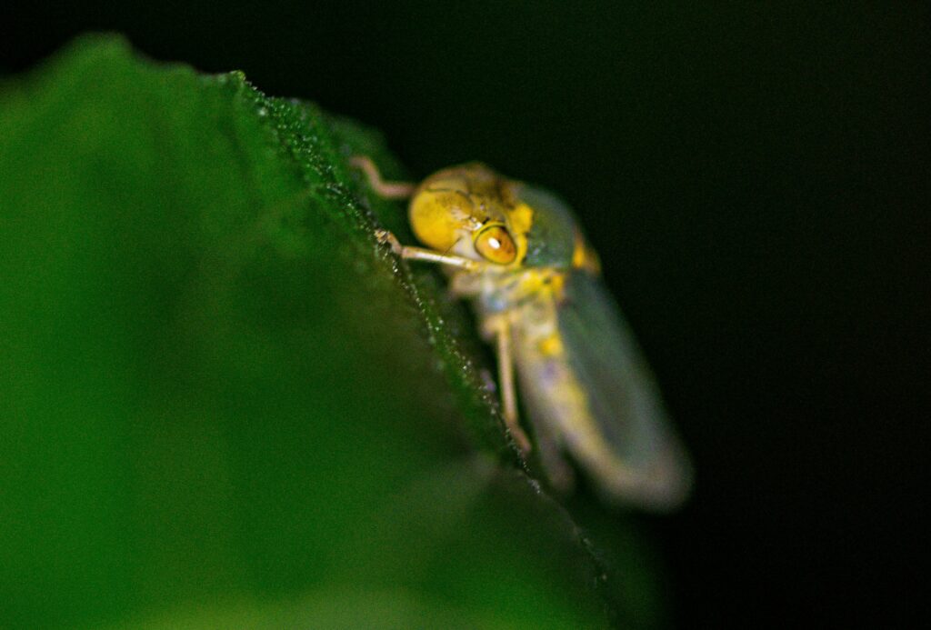 Lightning Bugs