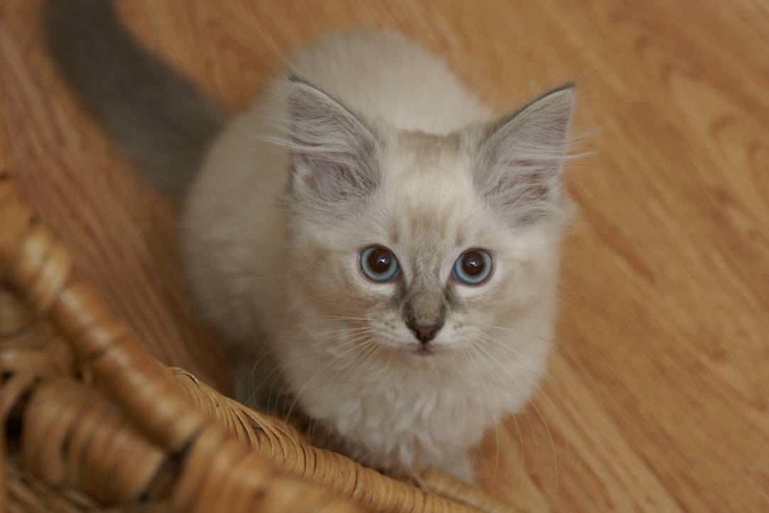 Lilac Ragdoll