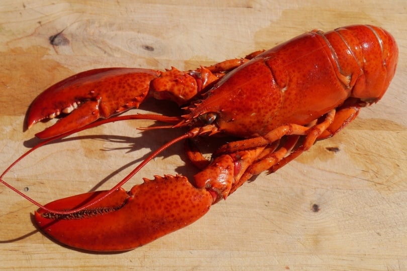 Lobster on a wooden table