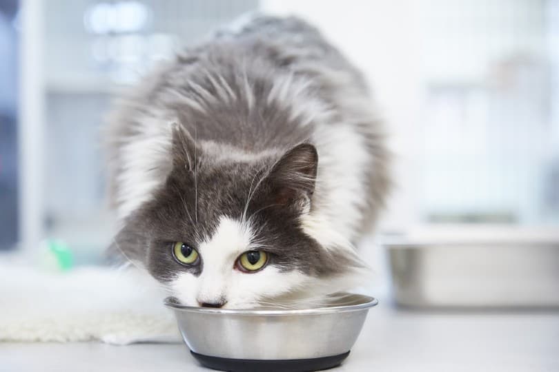 cat eating food_ Seattle Cat Photo, Shutterstock