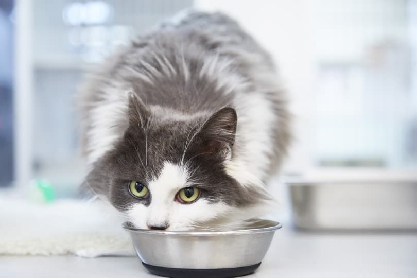 Long haired cat eating food from a cat bowl