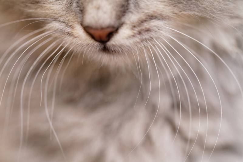 Long white whiskers and nose of a gray cat