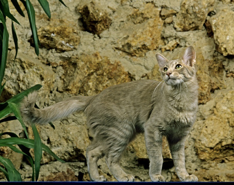 Longhair Oriental Domestic Cat_slowmotitongli_shutterstock