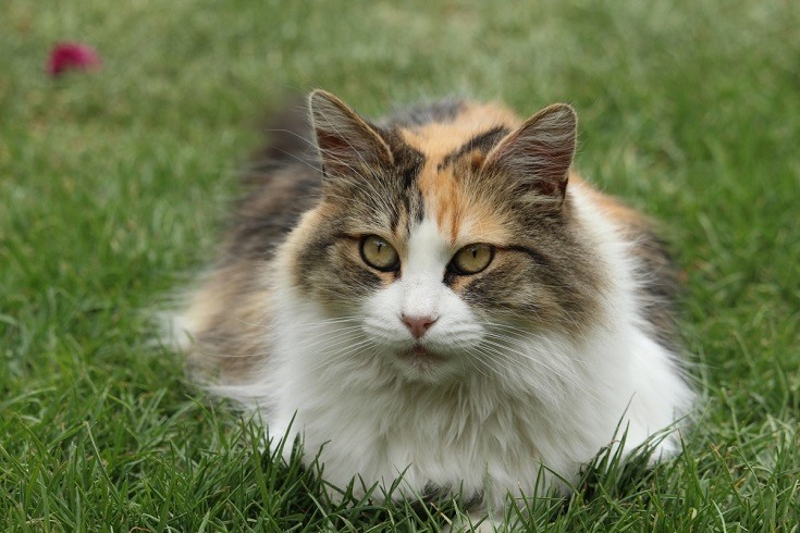 Longhaired Calico Cat