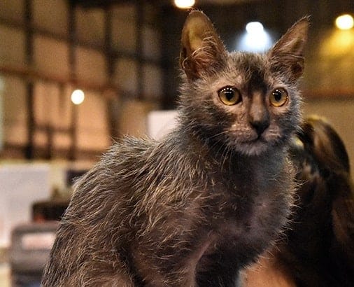 Lykoi cat