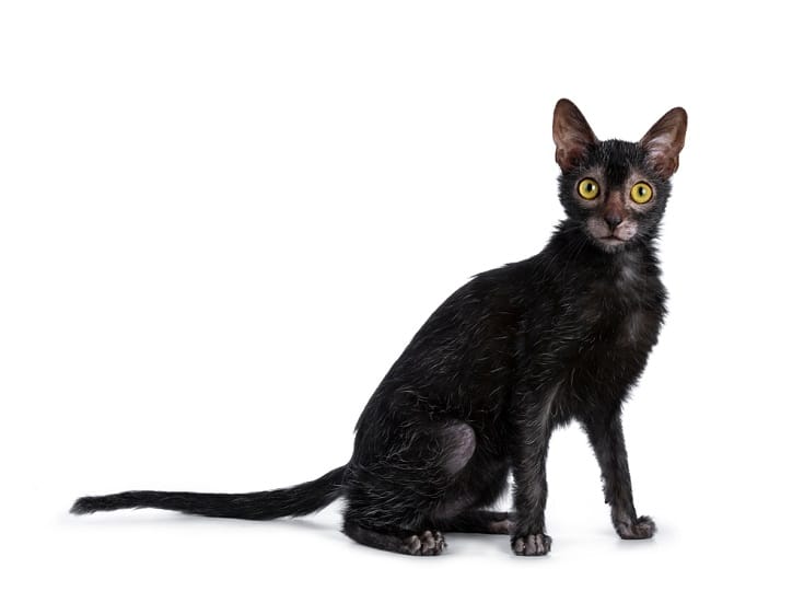 Lykoi cat