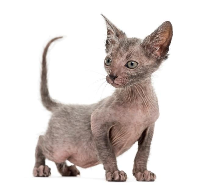 Lykoi kitten