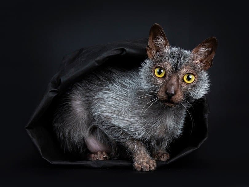 Lykoi werewolf cat