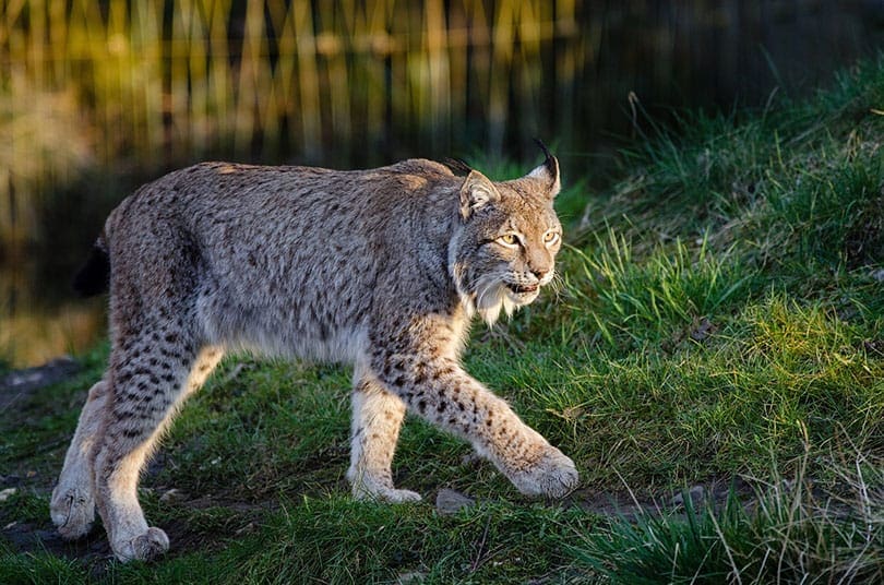 Lynx Cat