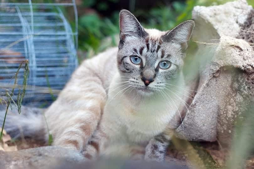 Lynx Point Siamese cat with blue eyes