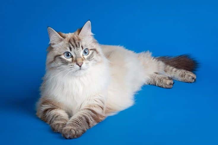 Lynx Point siberian cat