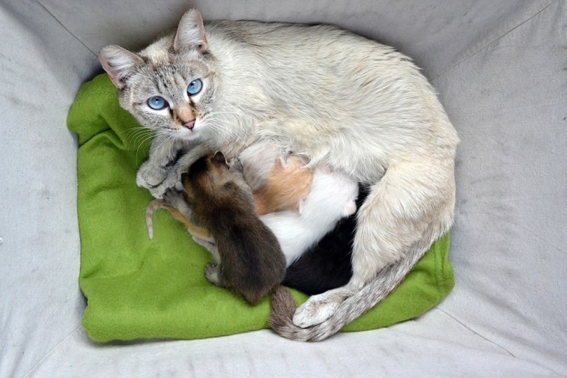 Lynx point Siamese tabby Cat nursing litter_MW47_shutterstock