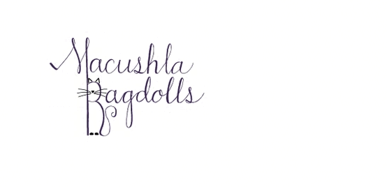 Macushla Ragdolls