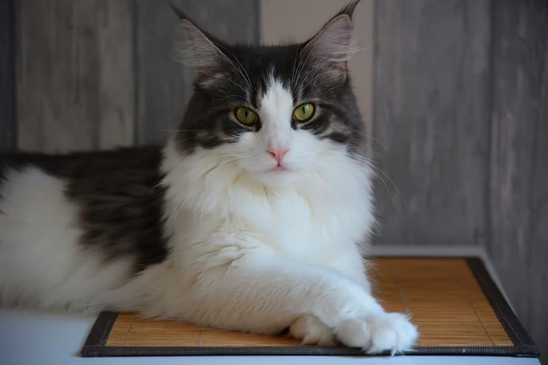 Main Coon Sitting