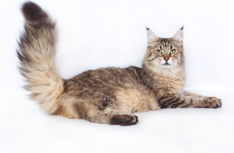 Maine Coon Cat on a white background