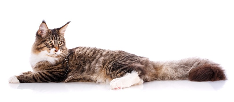 Maine Coon cat lying on white background