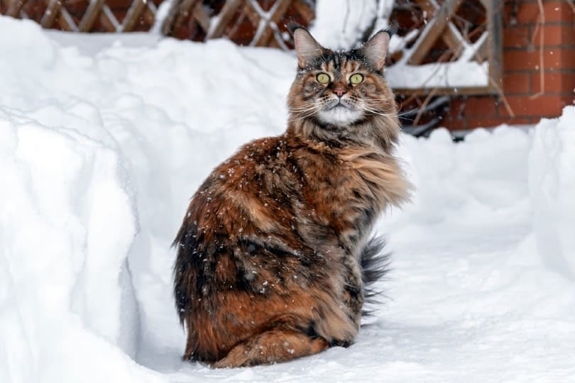 Maine Coon cat sits on snowy frozen path