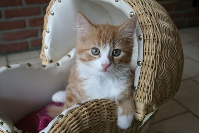 Maine Coon kitten in a crib