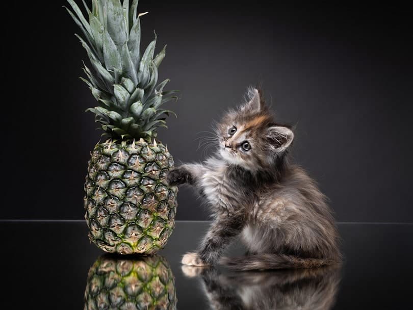 Maine Coon kitten with pineapple on a gray background