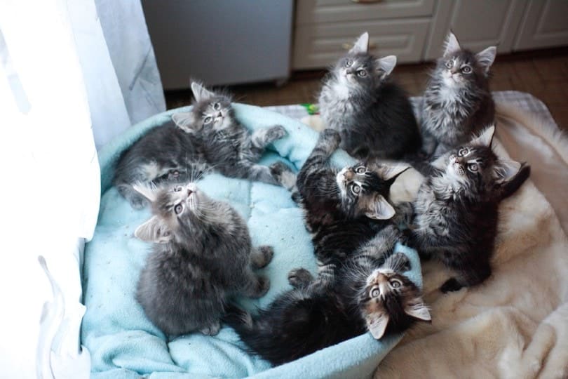 Maine Coon kittens lying ona cat sofa