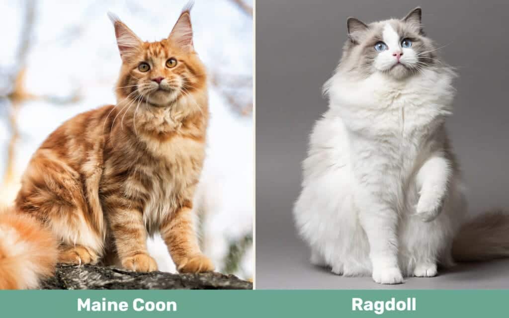 Maine Coon vs Ragdoll side by side