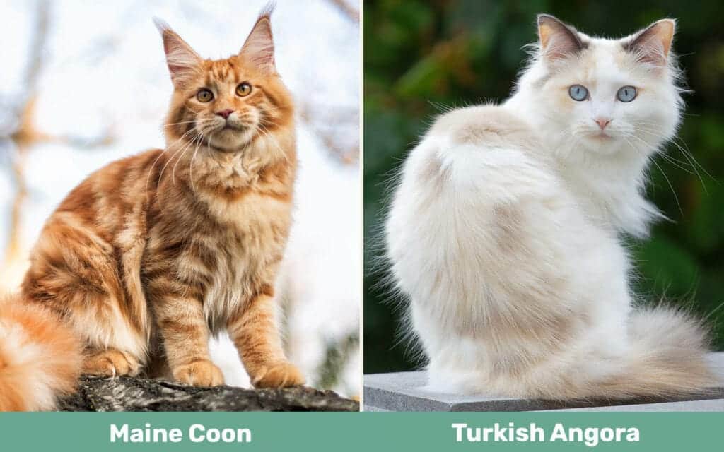 Maine Coon vs Turkish Angora side by side