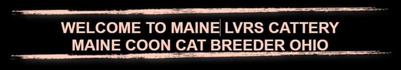 Maine Lvrs Cattery