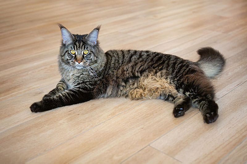 Maine coon cat lying on the wooden floor and primordial pouch is visible