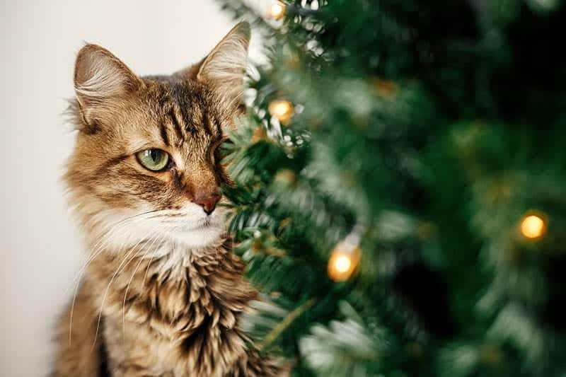 Maine-coon-cat-with-green-eyes-sitti