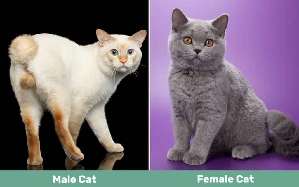 Male Cat vs Female Cat side by side