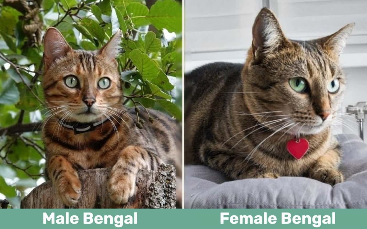 Male vs Female Bengal Cat