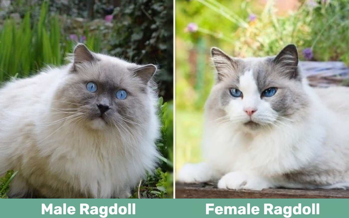 Male vs Female Ragdolls