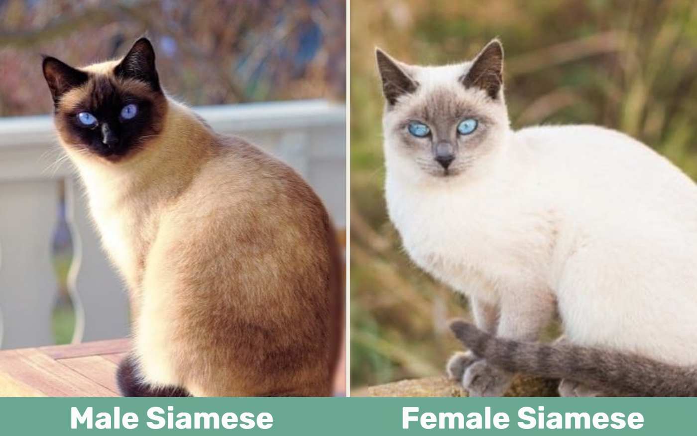 Male vs Female Siamese