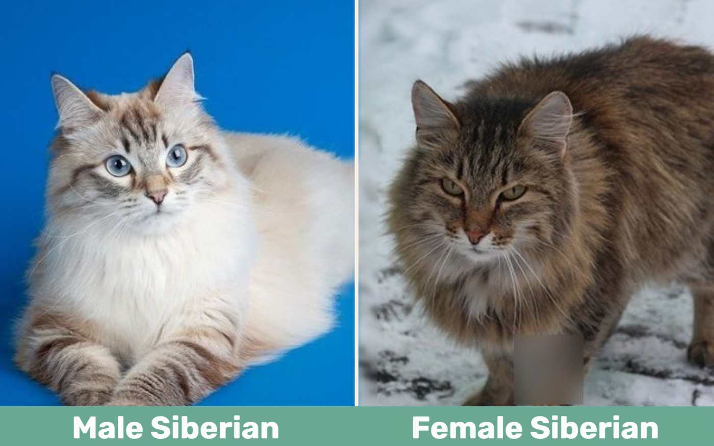 Male vs Female Siberian Cat Breed