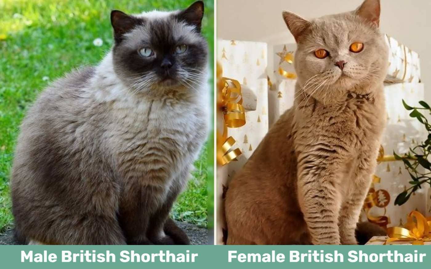 Male vs. Female British Shorthair cat
