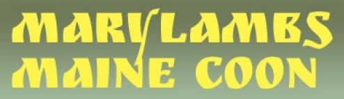 Mary Lambs Maine Coon logo