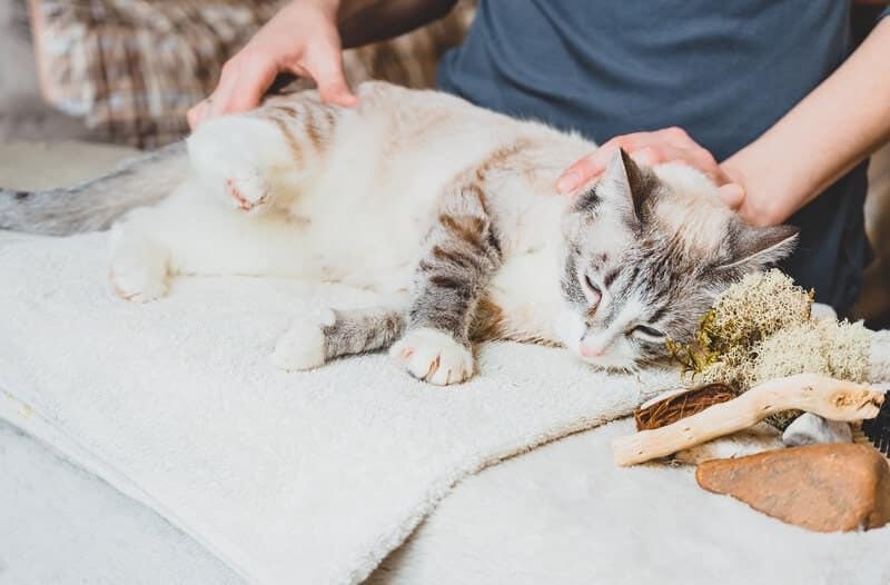 How to Perform a Home Health Check for Your Cat Catster