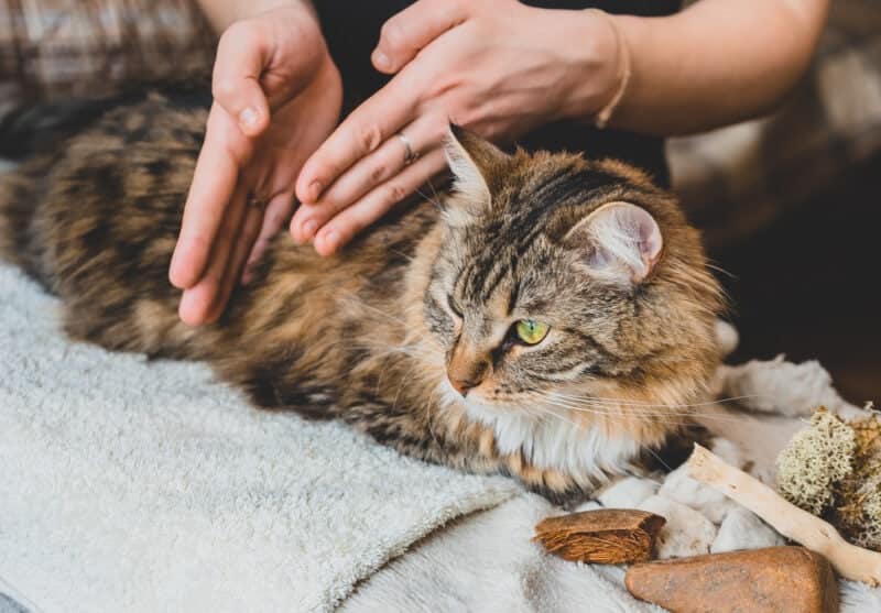 Massage the body of the tabby cat with the edges of the palms of your hands