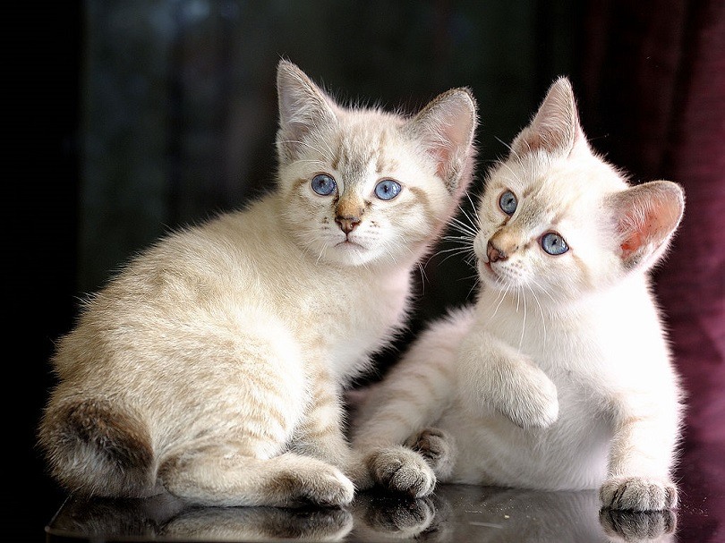 Mekong Bobtail Cat Breed Info