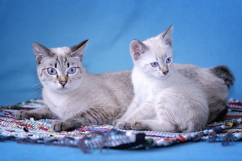 Mekong Bobtail Cat Breed Info