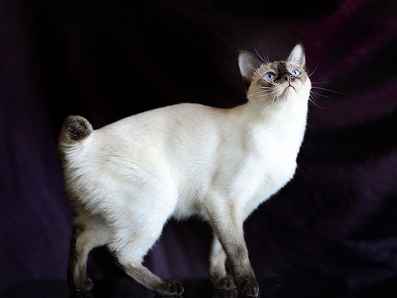 Mekong Bobtail Cat Breed Info