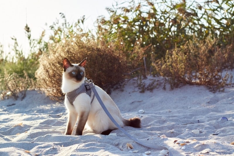 Mekong bobtaile cat on a leash in the sand