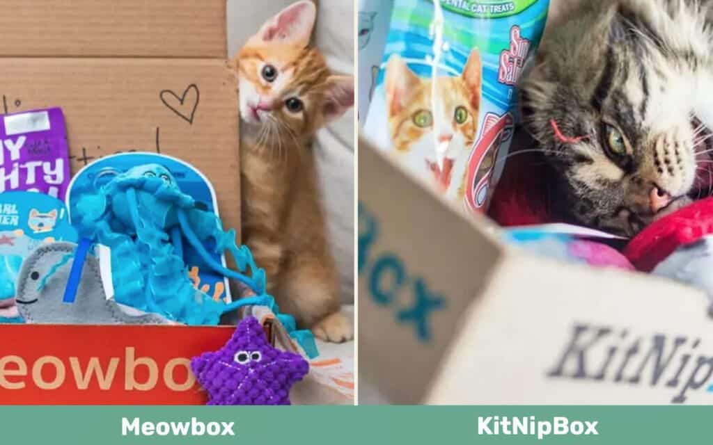Meowbox vs KitNipBox side by side