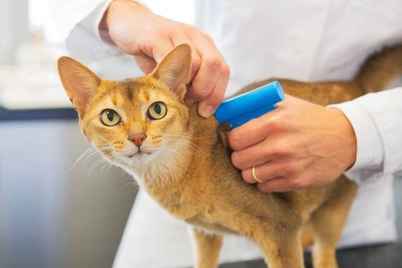 Microchip implant for cat by Veterinarian