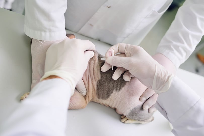 Microchiping sphinx cat in vet clinic