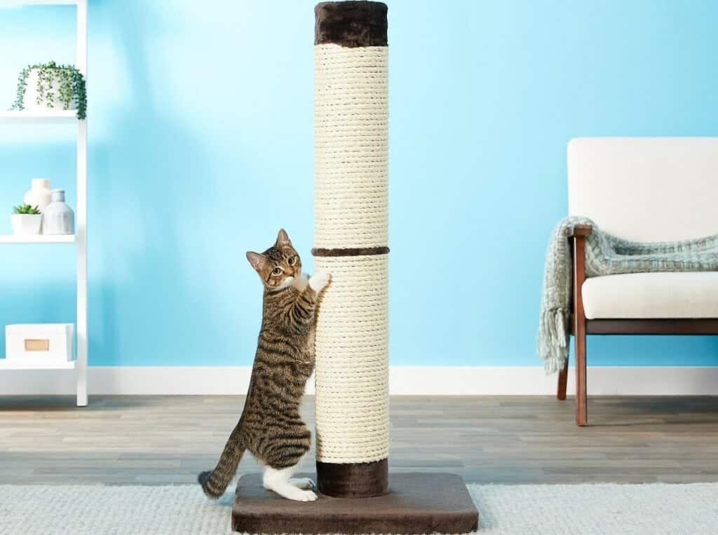 Sisal Rope vs Sisal Fabric for Cat Scratching Posts: Key Differences,  Benefits & FAQ - Catster