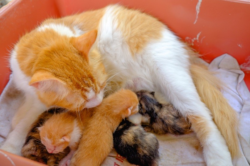 Mother cat breastfeeding little kittens_Azami adiputera_shutterstock